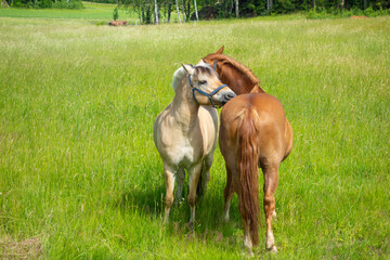 Obraz na płótnie Canvas two gently sniffing horses standing in a green meadow