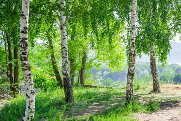 Gordijnen Birch wood on the Tsaryov Kurgan in Samara Region, Central Russia. The Zhiguli Mountains across the river Volga can be seen in the far. © Elena Volgina