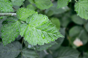 Raspberry bush after summer rain. Fresh green leaf. Village. Foliage. Raspberries plant leaves. Organic agriculture. Countryside garden.