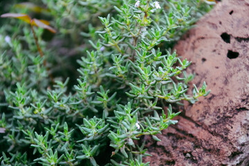 Thyme plant in vegetable garden. Organic fresh herb. Thymus vulgaris herb plant. Countryside garden. Agriculture in the village.