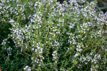 Thyme blossom vegetable garden. Organic fresh herb. Thymus vulgaris herb plant. Countryside garden. Agriculture in the village.