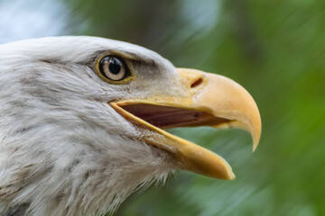 Portrait of a bald eagle wild life close-up