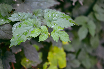 Hop plant leaves. Beer ingredient. Craft beer. Countryside garden. Agriculture in the village.