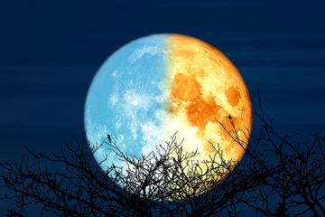Papier peint adhésif Pleine Lune arbre Lune de sang bleue superbe et arbre sec de silhouette dans le ciel nocturne