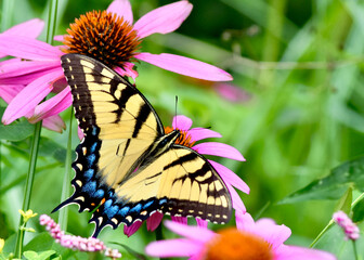 Eastern Tiger Swallowtail Butterfly (Papilio glaucus) feeding on the nectar of purple coneflower (Echinacea purpurea) Closeup.  Copy space.