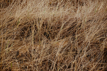 beach dry grass in pastel colors