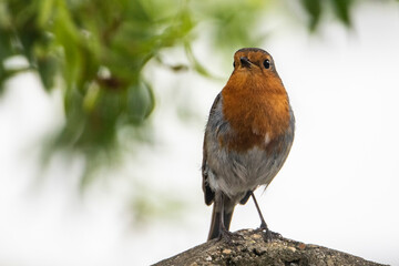Young Robin bird in garden