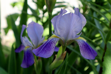 Iris flower in the garden