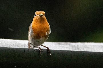 Young Robin bird in garden