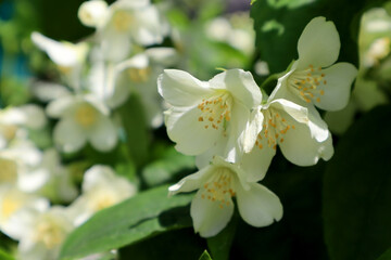 Obraz premium Jasmine flowers in the garden