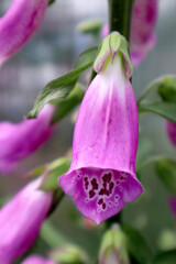 Pink digitalis in the garden