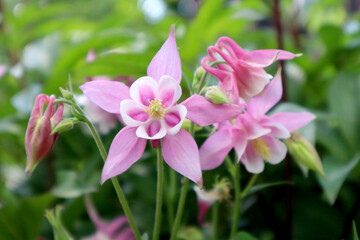 Pink flower catchment in the garden