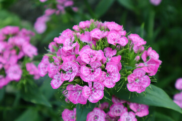 Turkish carnation flower in the garden