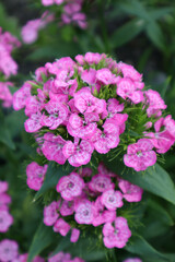 Turkish carnation flower in the garden