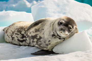Crabeater seal lie on the sun in Antarctica, close up © Anton