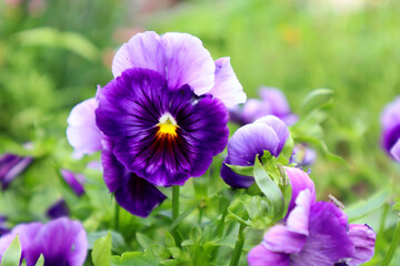 Purple pansy flower in the garden