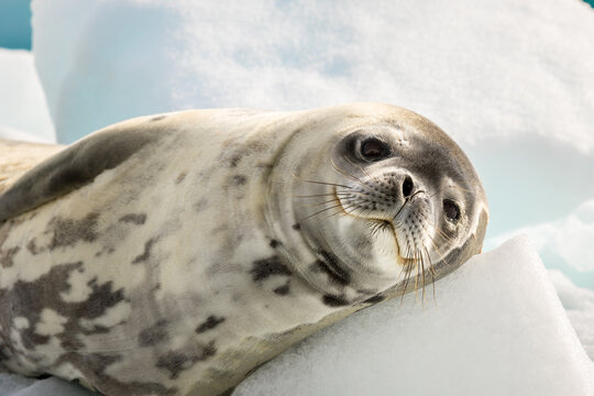 Crabeater seal lie on the ice in Antarctica, close up