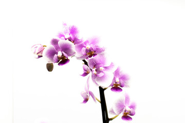 purple Phalaenopsis wild flowers isolated white background. purple orchid.