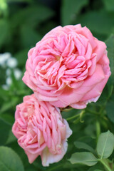 Fototapeta premium Pink rose flowers in the garden