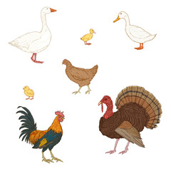 Vector Set of Cartoon Poultry.