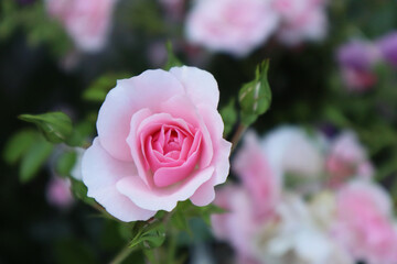 Pink rose flowers in the garden