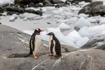 Gentoo penguin and penguins chick standing on a stone in Antarctica