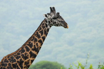 Giraffa camelopardalis tippelskirchii in Lake Manyara National Park, Tanzania