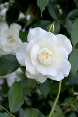 White rose flowers in the garden