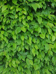 Fototapeta na wymiar Quickset hedge, green leaves background