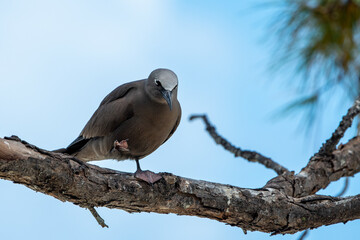 Brown Noddy (Anous Stolidus) sea bird from the Coco island bird sanctuary in Rodrigues