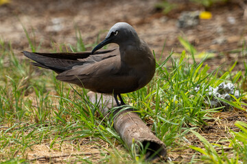 Brown Noddy (Anous Stolidus) sea bird from the Coco island bird sanctuary in Rodrigues