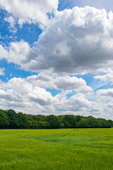 Field, tree line and sky