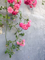 pink wild roses over stucco wall with copy space