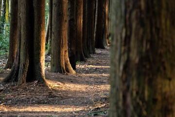 Line of conifer tree trunks in the forest