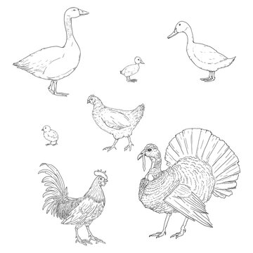 Vector Set of Sketch Poultry.