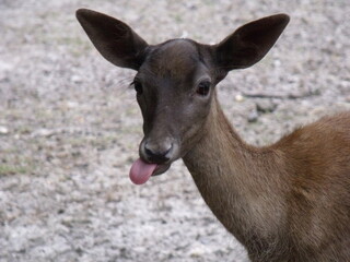 jeune Cerf