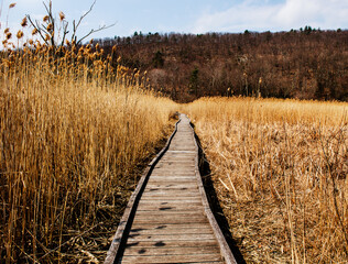 Pathway through the Appalachian trail in Autumn, New York 