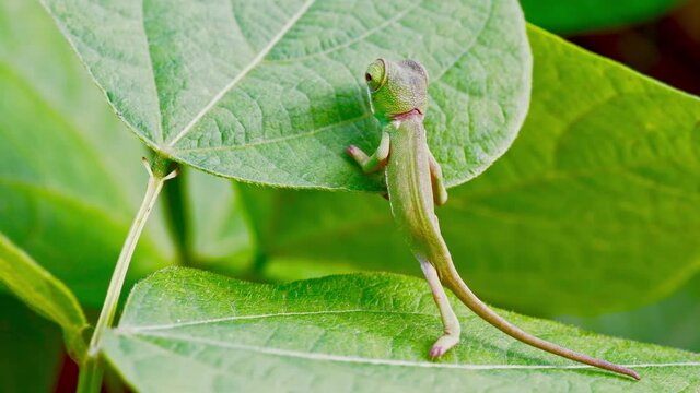 with its undulating step the little chameleon climbs on a leaf