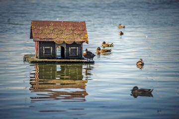 Kaczy domek © wrzesientomek