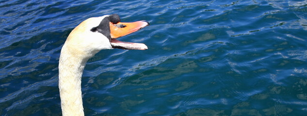 Fröhlich schnatternder Schwan mit leuchtend orangem Schnabel