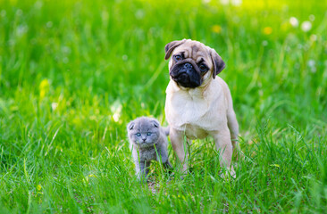 A pug puppy and a Scot kitten sit next to the green grass in the summer in the park and look at the camera