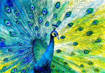 Watercolor Painting - Colorful peacock tail feathers