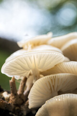 Porcelain fungus, Oudemansiella mucida, growing on a dead beech tree in Hampshire, UK. 