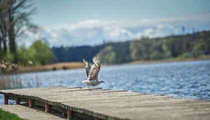 Mewa © wrzesientomek