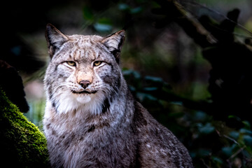 Naklejka premium beautiful portrait of a lynx in the forest