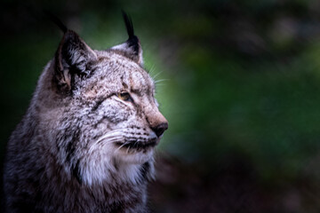 Fototapeta premium beautiful portrait of a lynx in the forest