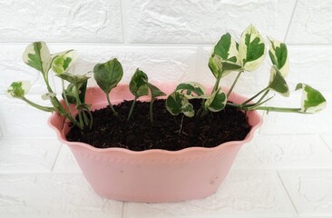 young plant in a pot