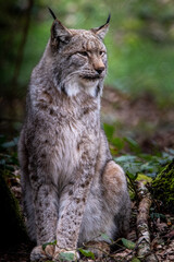 Naklejka na ściany i meble beautiful portrait of a lynx in the forest