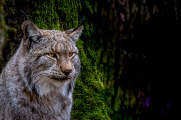 beautiful portrait of a lynx in the forest