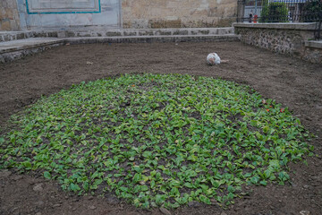 A cat were seen lingering in a park. Soft focus effect due to large aperture setting.